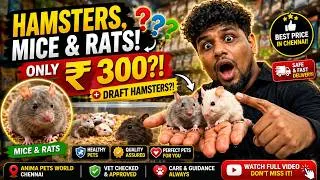 Thumbnail: 🐹🔥 Rare Albino & Black Eye Mice 😱 Hamster Combo ₹300–₹1500 | Anima Pets World | Chennai #pets