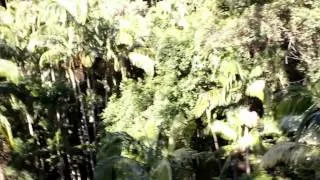 Thumbnail: Mt Tamborine Rainforest Skywalk @ Gold Coast, Australia