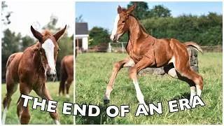 Thumbnail: WELBECK'S FINAL FOAL - INTRODUCING PIPPA