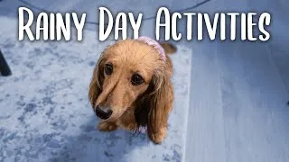 Thumbnail: How I Exercise My Dog on a Rainy Day