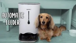 Thumbnail: Tips For Leaving Your Dog Home Alone: Using the WOpet WiFi CAMERA Automatic Cat & Dog Food Dispenser
