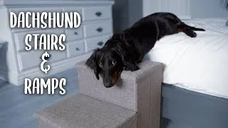 Thumbnail: Do dachshunds NEED dog stairs and ramps?