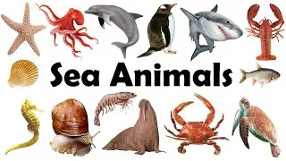 Thumbnail: Sea Animals Name | Sea Animals | Sea Animals Name in Hindi to English |Samundari Janwaron Ke Naam