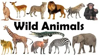 Thumbnail: Wild Animals Name | Wild Animals | Wild Animals Name in Hindi to English |Jungle Animals Name