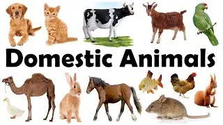 Thumbnail: Domestic Animals Name | Pet Animals | Domestic Animals Name in Hindi to English