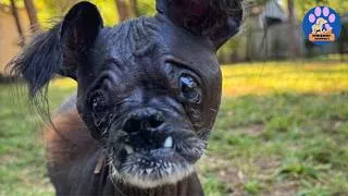 Thumbnail: They Abandoned This Blind Dog Because He Smelled…Until One Woman Took Him Home
