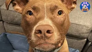 Thumbnail: She Wasn’t the Dog We Wanted…Until She Looked at Us