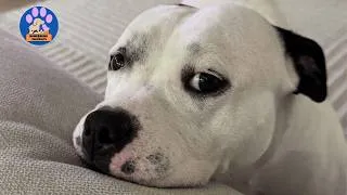 Thumbnail: This Dog Was Put on the Euthanasia List…Until Everyone Realized the Truth