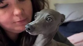 Thumbnail: This Tiny Dog “Talks” Nonstop Every Morning — Until His Silent Brother Steals the Show