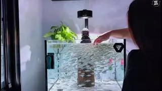 Thumbnail: Daily Fish Feeding Aquarium | Hundreds of Tiny Fish in a Beautiful Fish Tank