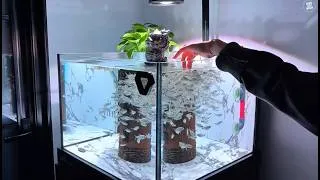 Thumbnail: Watch Hundreds of Fish Gather Instantly at Feeding Time with cute girl