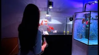 Thumbnail: The most Inside My Dream Aquarium with Beautiful Goldfish