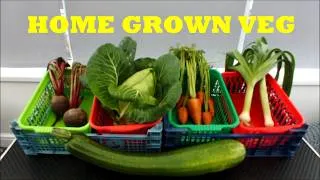 Thumbnail: Early Autumn Raised Bed. Harvesting Vegetables In My Garden including1that's been hiding from me!