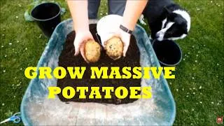 Thumbnail: The secret of how to grow BIG potatoes  This 'sealed it' for me Big potatoes grown in a small bucket