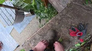 Thumbnail: Watch me turn this ugly Laurel hedge, Into a masterpiece! 