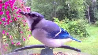 Thumbnail: Birds visiting the Homestead