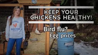 Thumbnail: What You Need To Know About Keeping Your Chickens Healthy!