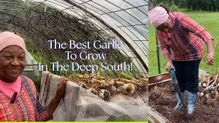 Thumbnail: Harvesting The Garlic Before the Storm