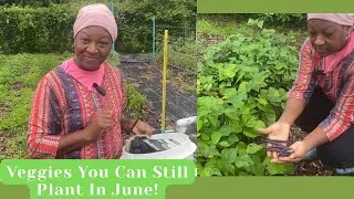 Thumbnail: 7 Foods You Can Still Grow In June