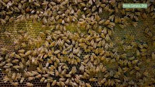 Thumbnail: Honda Biodiversity ASMR | Bees and Nature Sounds