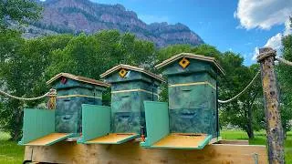 Thumbnail: Bees in Bear Country