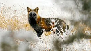 Thumbnail: 2026 Calendars: Seasons of the Wild & The Best of Nanny!