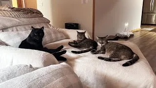 Thumbnail: Our Feline Family