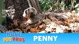 Thumbnail: Doberman Collapsed on a Pile of Leaves. 💔❤️‍🩹❤️ (+Big Day Today)