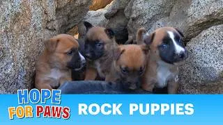 Thumbnail: Seven puppies under rocks + an unexpected surprise!