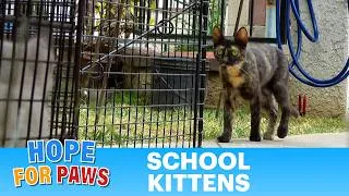 Thumbnail: Mom wouldn't leave her kitten behind even at the cost of walking into a trap!
