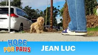 Thumbnail: A dog was tied to a street sign and then abandoned.