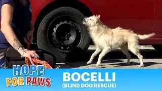 Thumbnail: Blind dog was abandoned to fend for himself. 💔 #blind