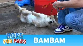 Thumbnail: Abandoned dog needed medical help and a loving forever home.  💙
