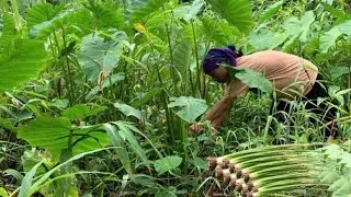 Thumbnail: A single mother, she goes to the mountains to gather vegetables and bamboo shoots to store as food.