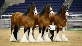 Thumbnail: 25 Biggest Horses in the World You Won't Believe Exist