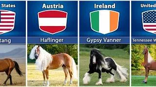 Thumbnail: Horse Breeds From Different Countries - Rare Horse Breeds