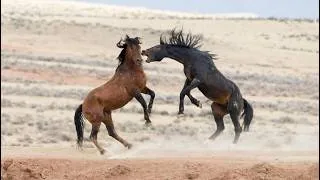 Thumbnail: Wild Horse Fight for Dominance | The Brutal Battle of Stallions