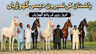 Thumbnail: Crore Rupay Ki 5 Ghoriyaan | Pakistani Desi Ghoriyaan | Horse Market In Punjab | Horse Mandi