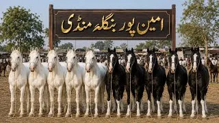 Thumbnail: Aminpur Bangla Horse Mandi Pakistan | Beautiful Horses & Mares | Horse Market Faisalabad