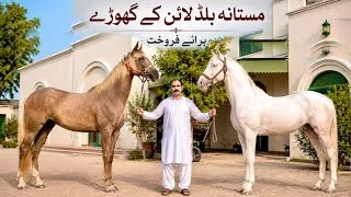 Thumbnail: Mastana Bloodline Horse For Sale In Punjab | Nukra Horse | Kumait Horse | Desi Horse In Punjab 