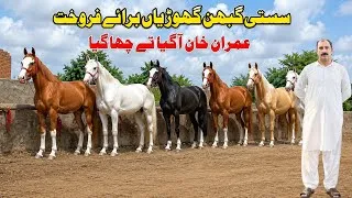 Thumbnail: Pregnant Ghorian | Horse For Sale In Punjab | Horse In Punjab | Pakistani Desi Horse 
