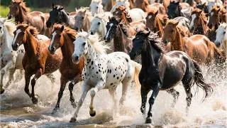 Thumbnail: A herd of strong horses is crossing the stream - sound of horses neighing - video of horses