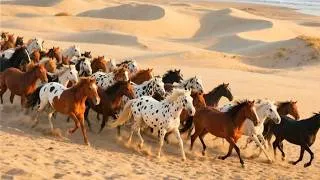 Thumbnail: A herd of wild horses is galloping across the desert - horse neighing sounds - horse videos