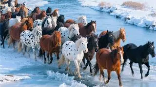 Thumbnail: Beautiful horses gallop across icy rivers - Horse neighing sounds - Horse videos