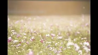 Thumbnail: Tchaikovsky - Waltz of the Flowers 1 hour long
