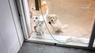 Thumbnail: That Day, a Dog Came Knocking at My Door—But She Wasn't There for Food