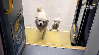 Thumbnail: A Dog Mom Entered a Bus Station With Her Puppy, Then the Whole Team Became Their Family