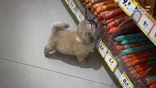 Thumbnail: A Puppy Followed Me All the Way, and I Realized How Afraid She Was of Being Left Behind