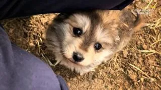 Thumbnail: I found a stray puppy, its mother came to take it back, but it refused to leave and chose to stay