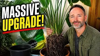Thumbnail: Don't Make This Mistake Repotting Your Strelitzia!